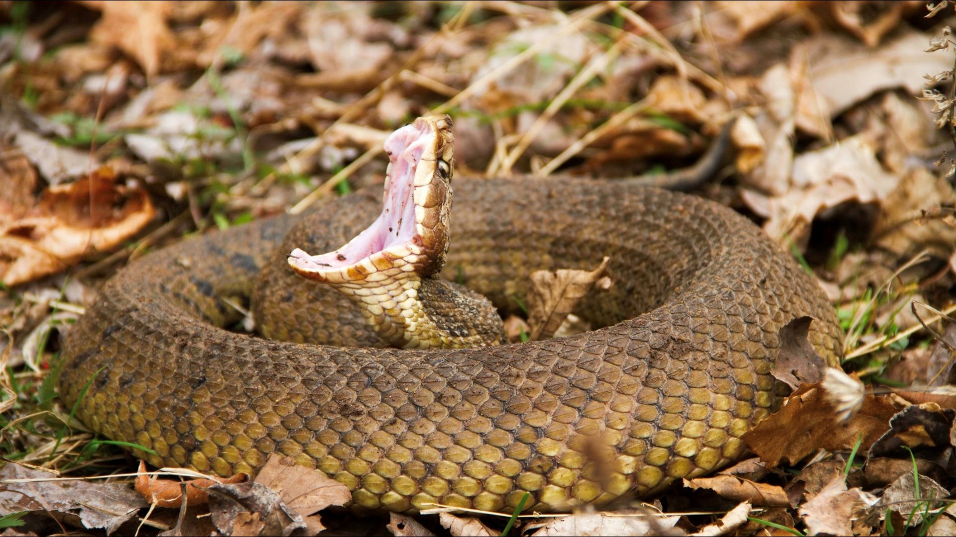 Your guide to the six venomous snakes in the Carolinas