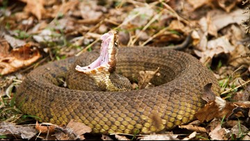Venomous Snakes In Nc Chart