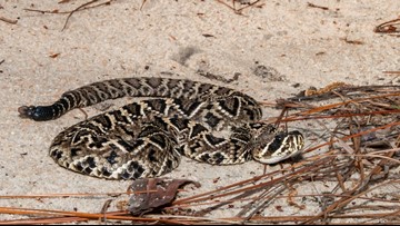 Your guide to the six venomous snakes in the Carolinas | wcnc.com