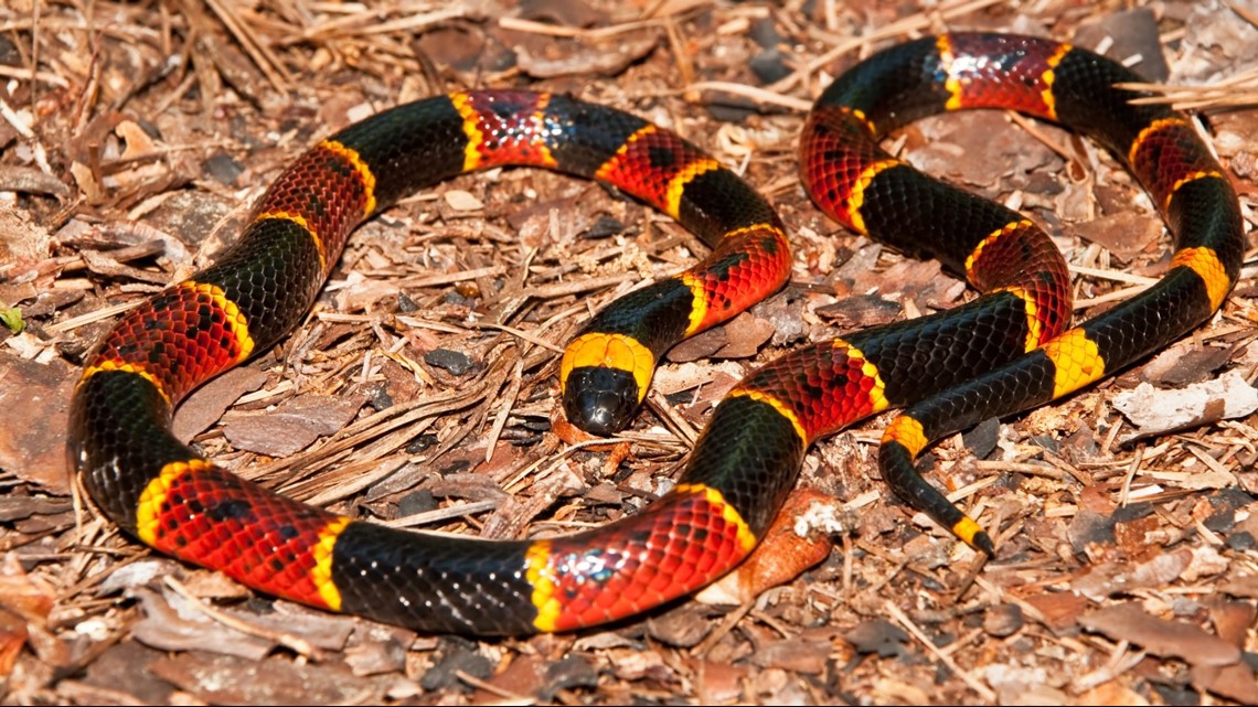 Your Guide To The Six Venomous Snakes In The Carolinas Wcnccom