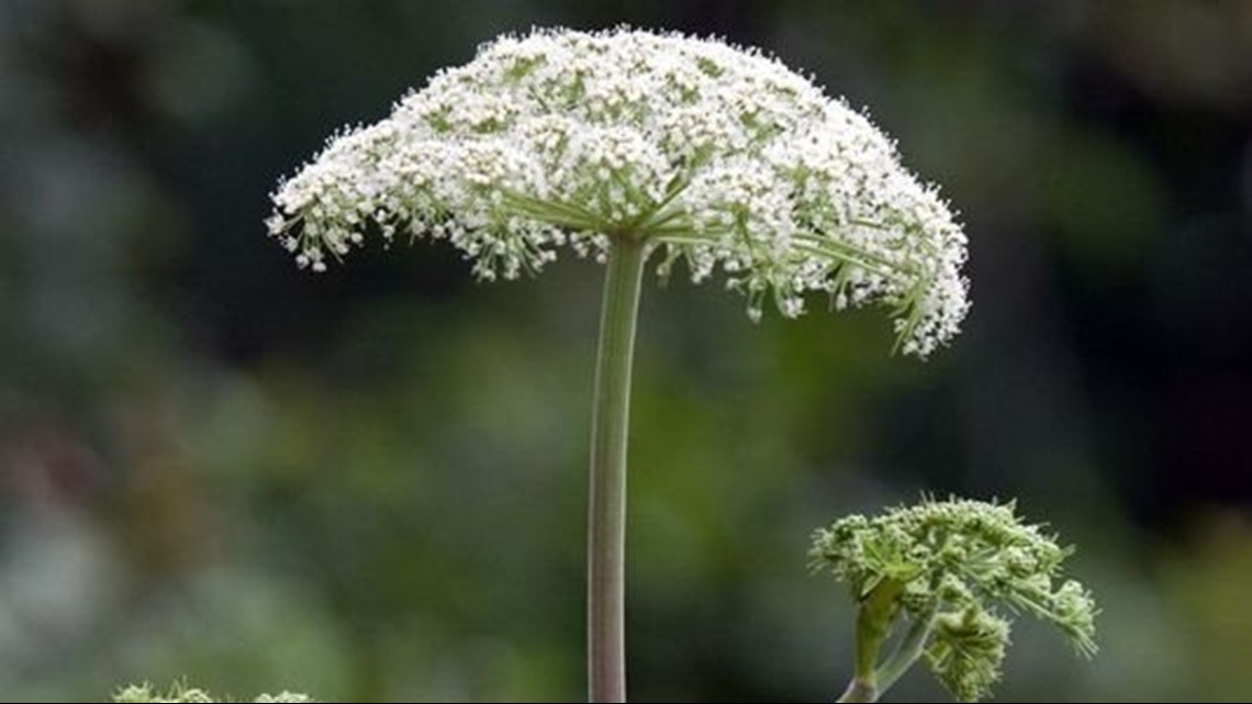 Poisonous plant that causes blisters and scars spreading across the