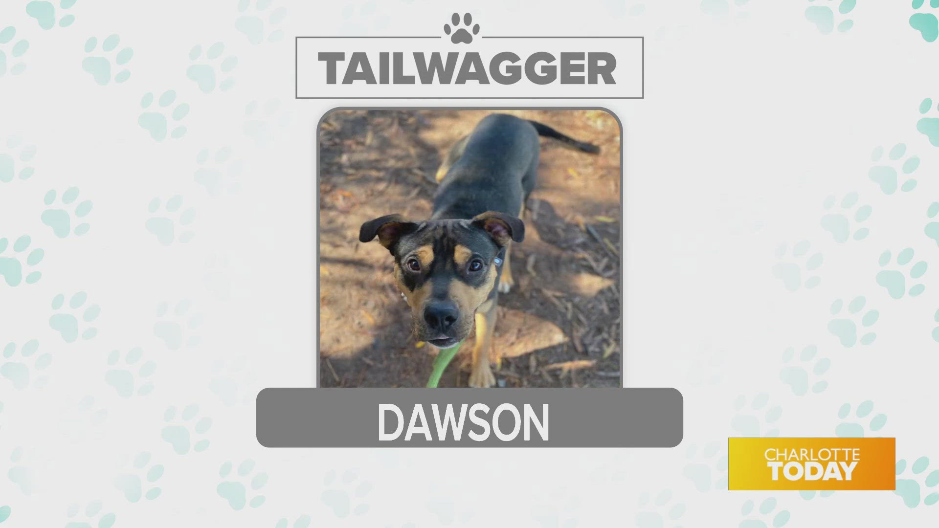 Dawson is available for adoption today from Animal Care & Control