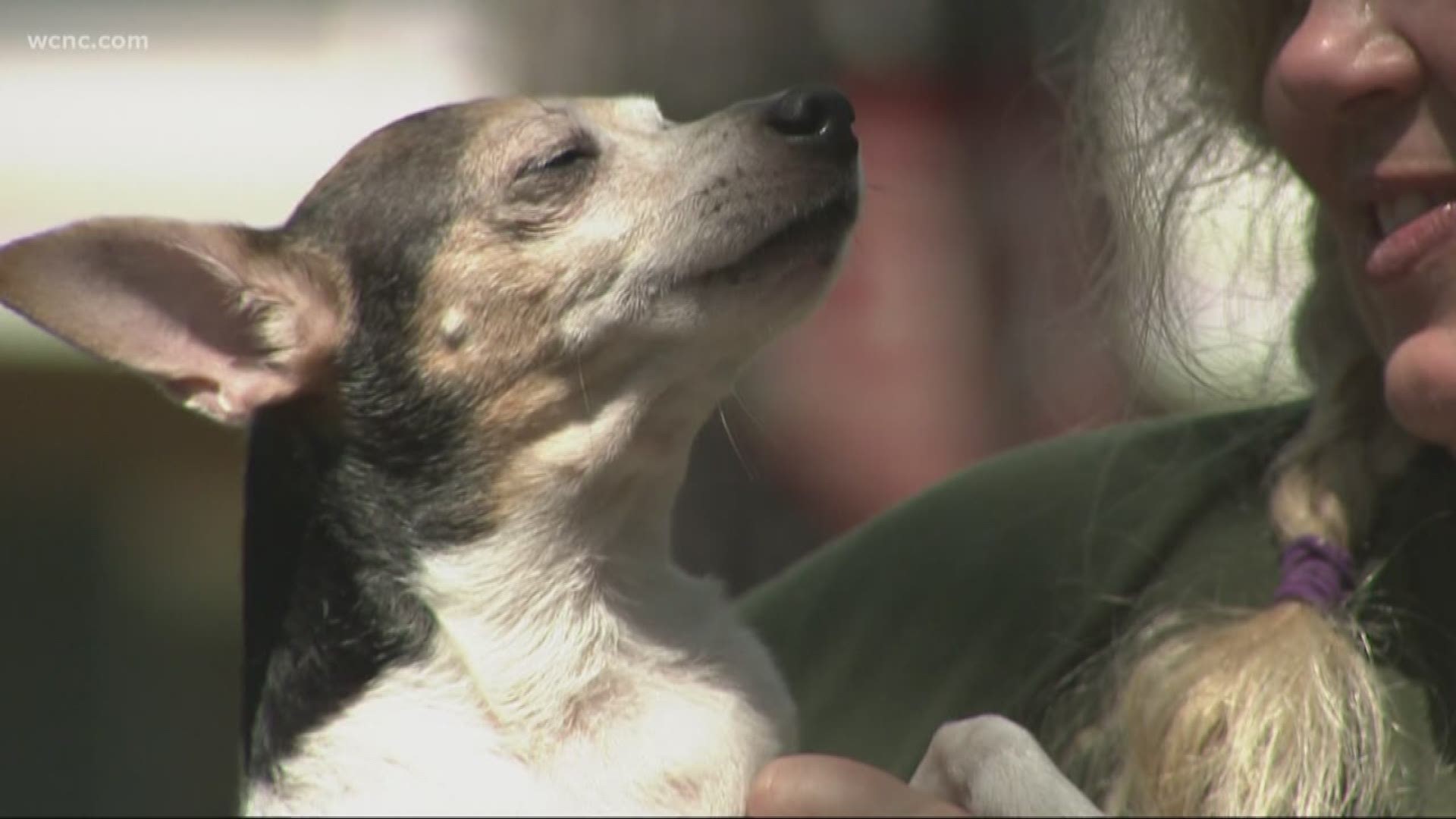 A 14-year-old dog is being hailed a hero after saving its sleeping owner from a house fire