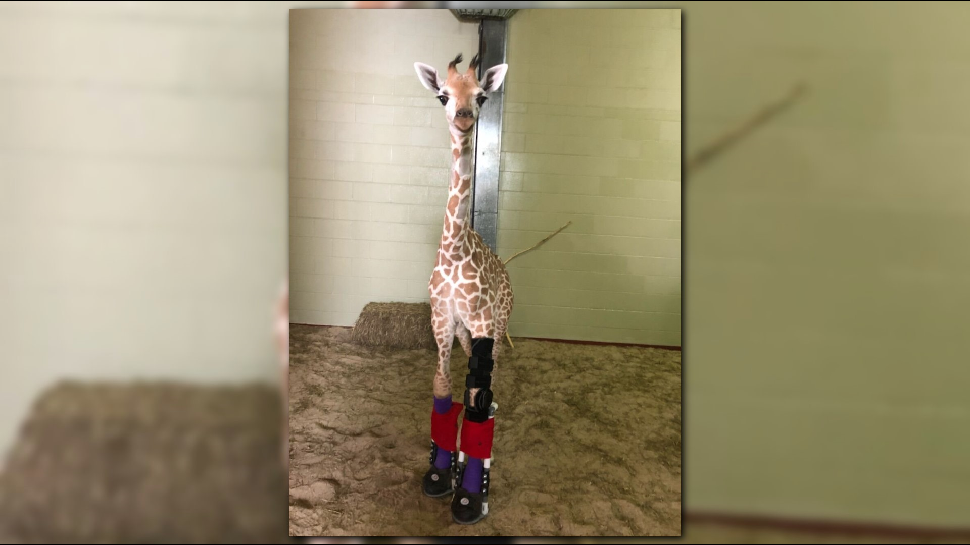 Cheyenne Mountain Zoo giraffe euthanized just shy of two-month birthday