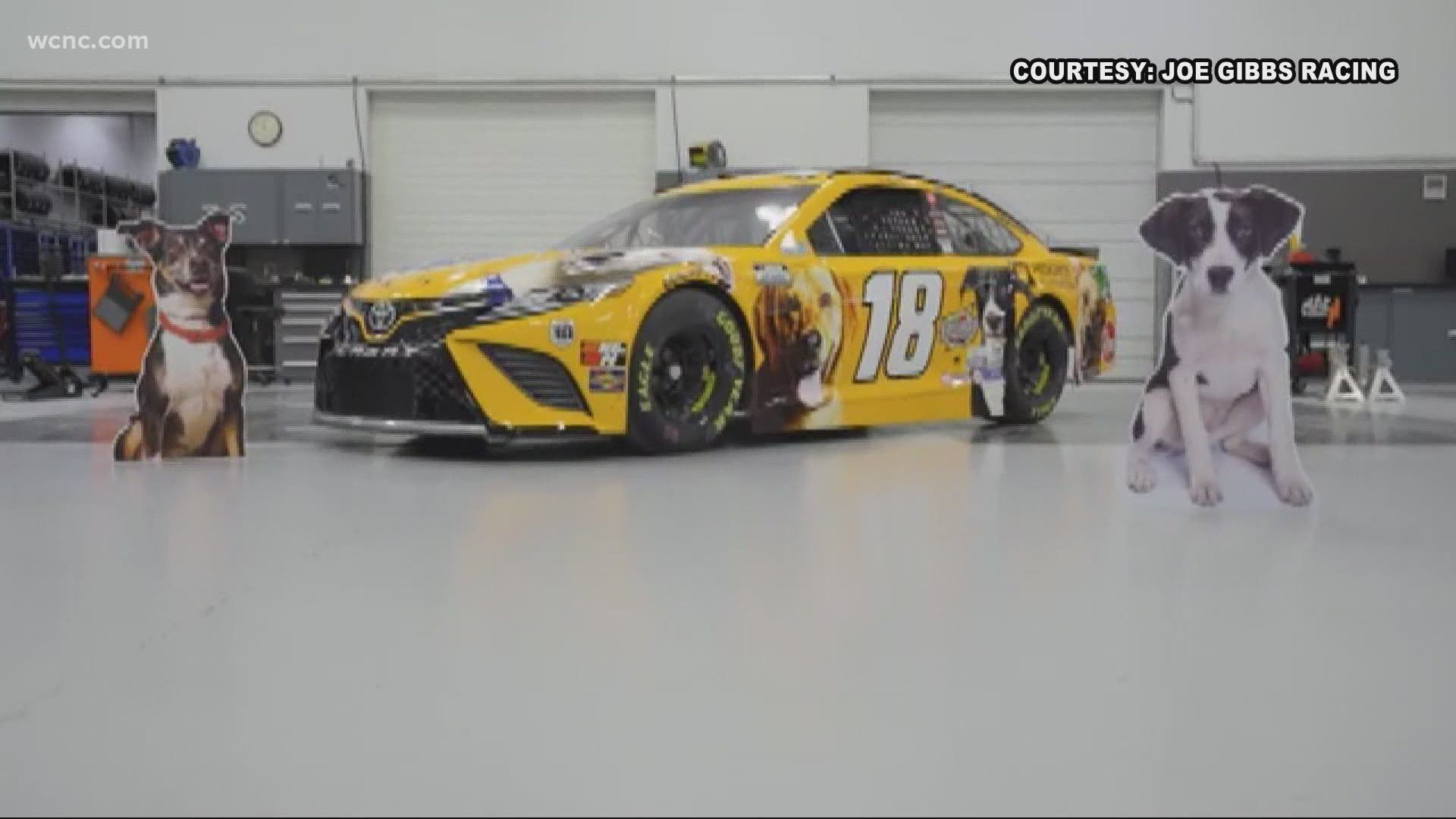 Kyle Busch, 2X NASCAR Cup Series Champion, is heading to Nashville with a new car design that features seven adoptable dogs from the Charlotte and Nashville area.