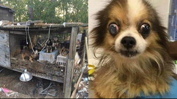 Urgent Donations Needed After 9 Dogs Rescued From Horrible