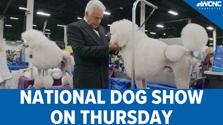 National Dog Show on Thursday