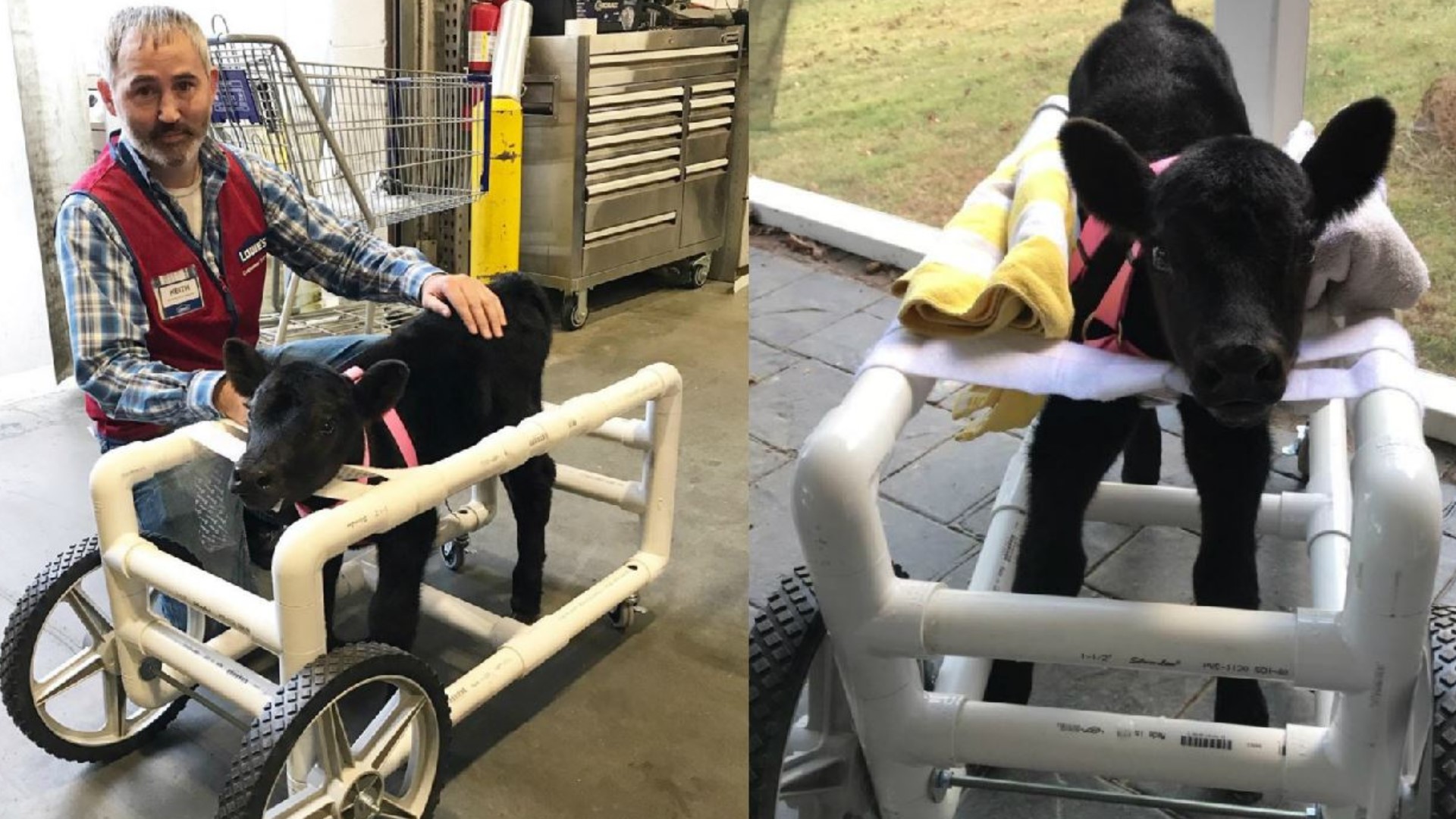 Injured calf gets costume wheelchari