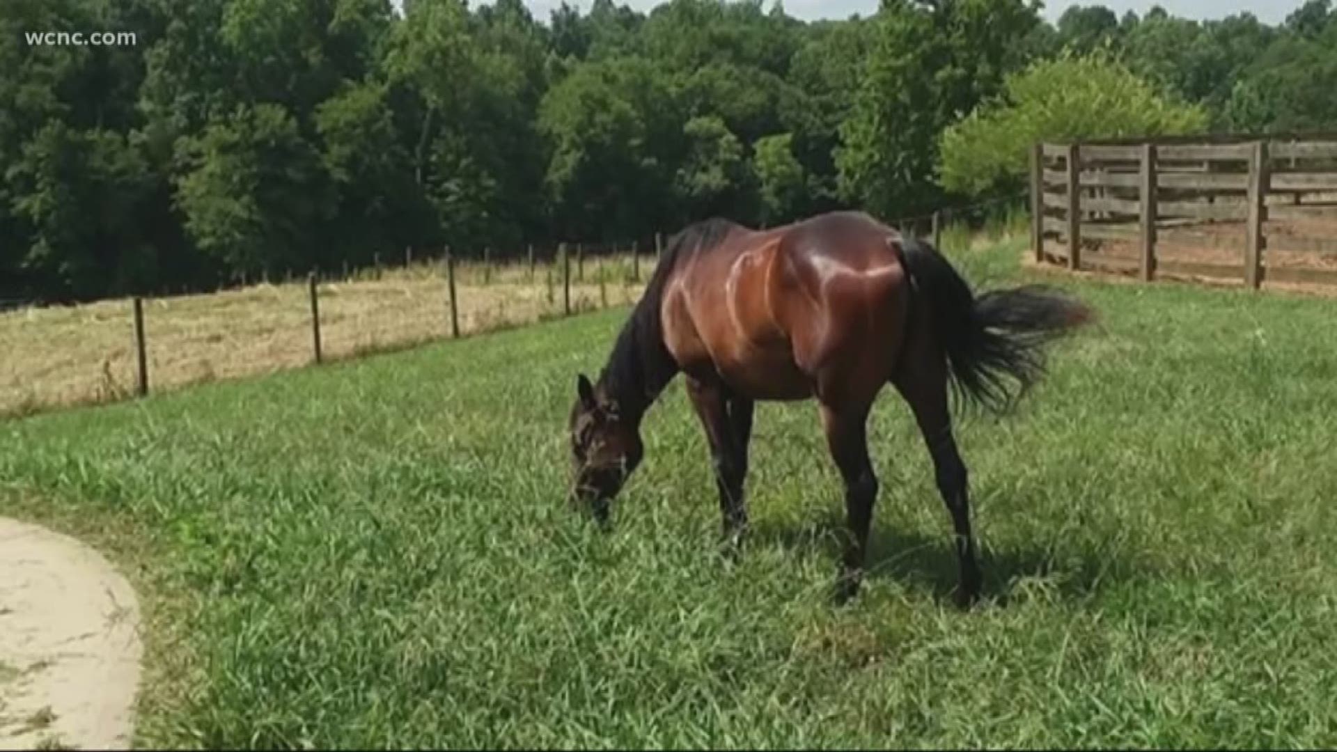 Horse shot, killed in Gaston County | wcnc.com