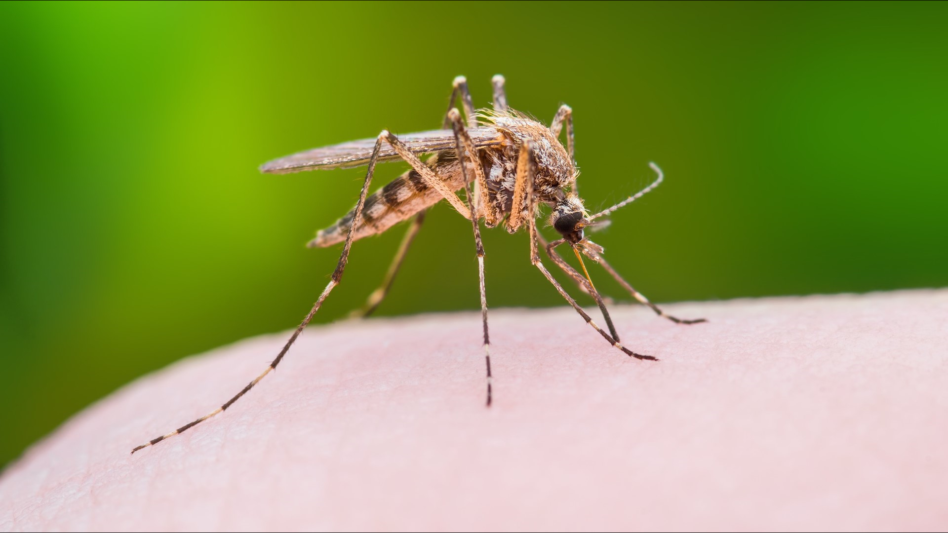 Mosquitoes are mainly responsible for spreading it and we can get it if an infected mosquito bites us.