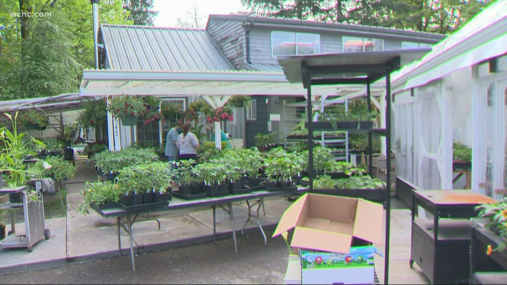 A Charlotte woman is growing gardens in the community and helping others to do the same by providing them with assistance and seeds.