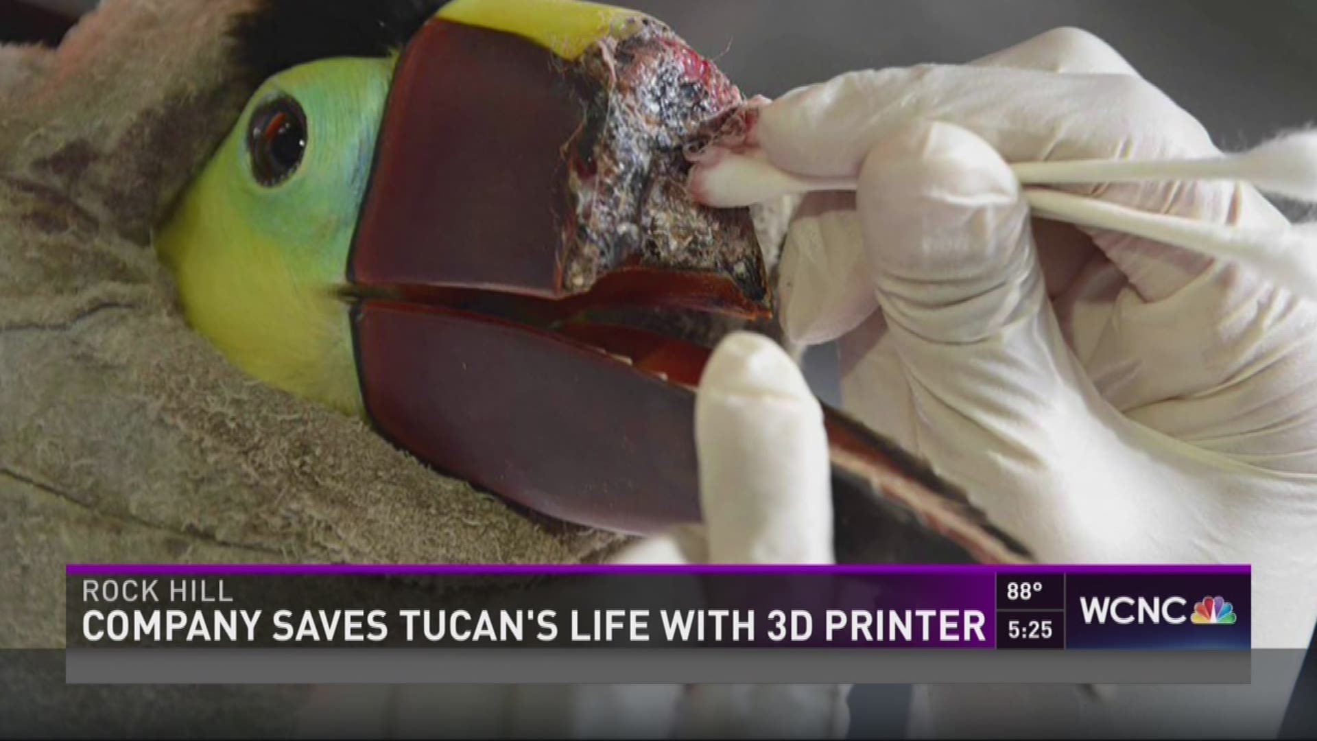 prints 3D beak for beaten toucan | wcnc.com