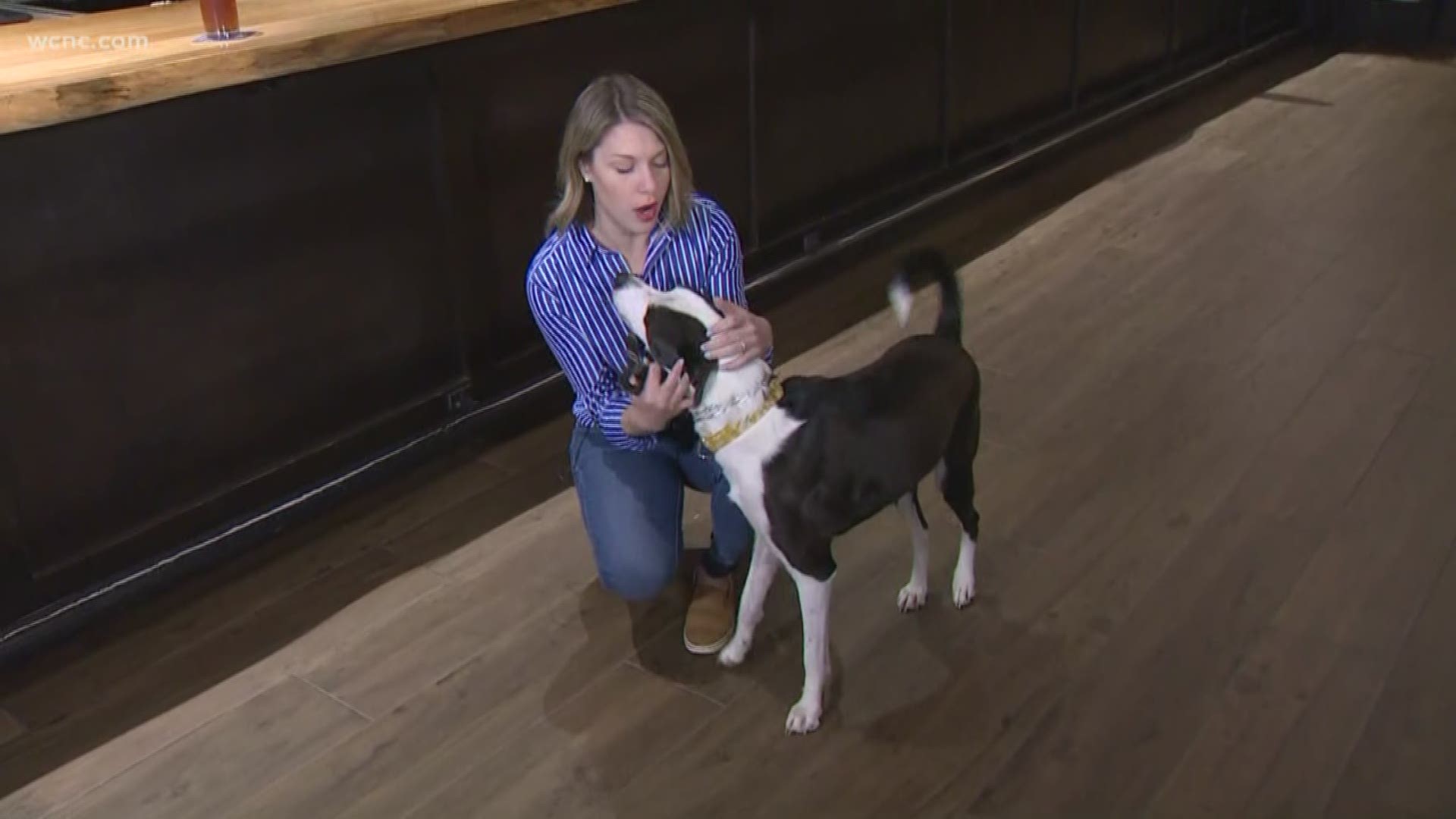 The Live Wag Bark Foundation in Charlotte is on a mission to teach people how to be better pet owners. This weekend, you can help them raise awareness at the fourth annual Pints for Paws event at Olde Mecklenburg Brewery.