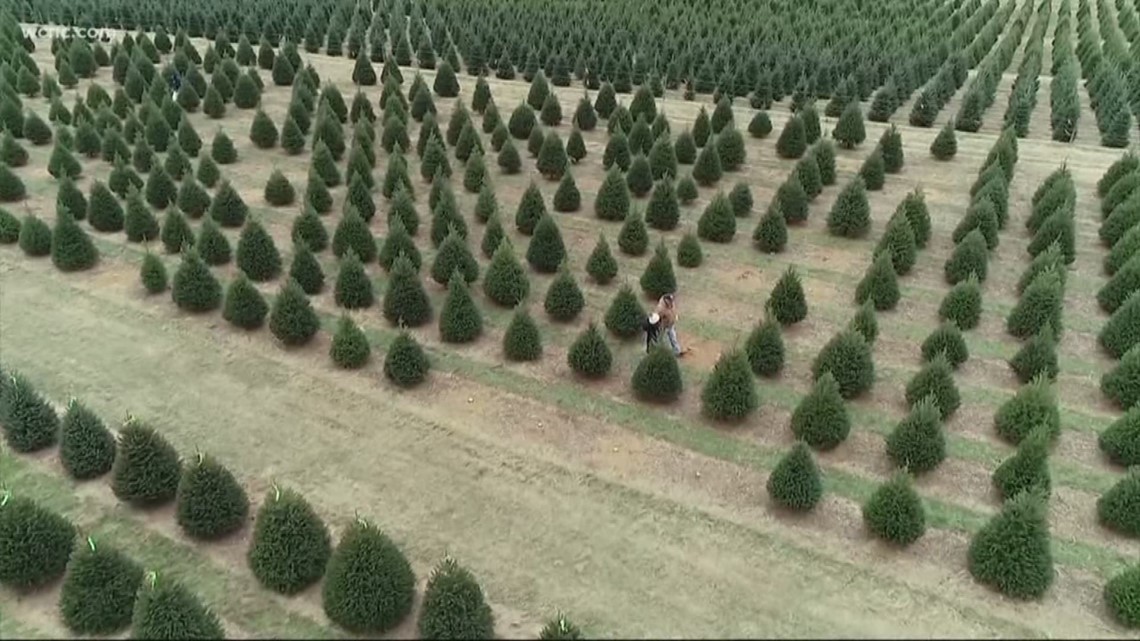 NC among top producers of Christmas trees in the country