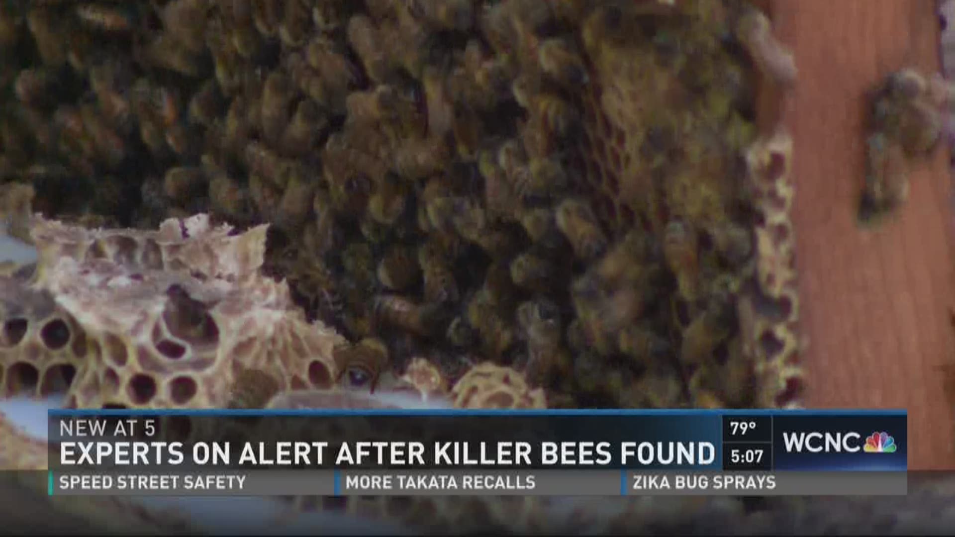 Local experts are keeping their eye on the discovery of "killer bees" in Charleston, South Carolina.