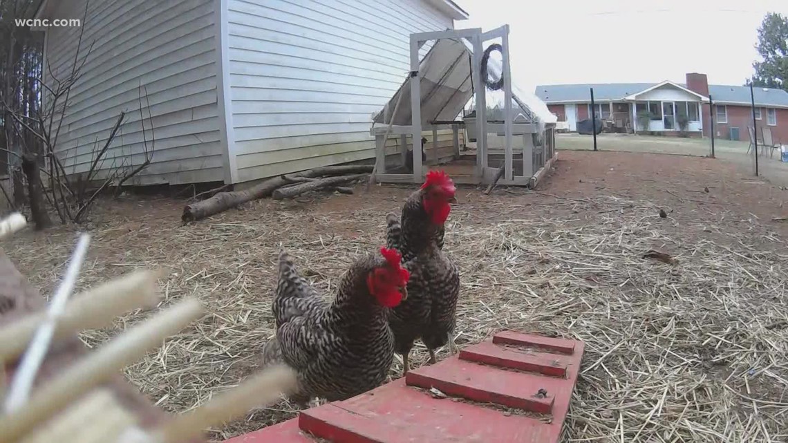Legalizing backyard chickens in York County