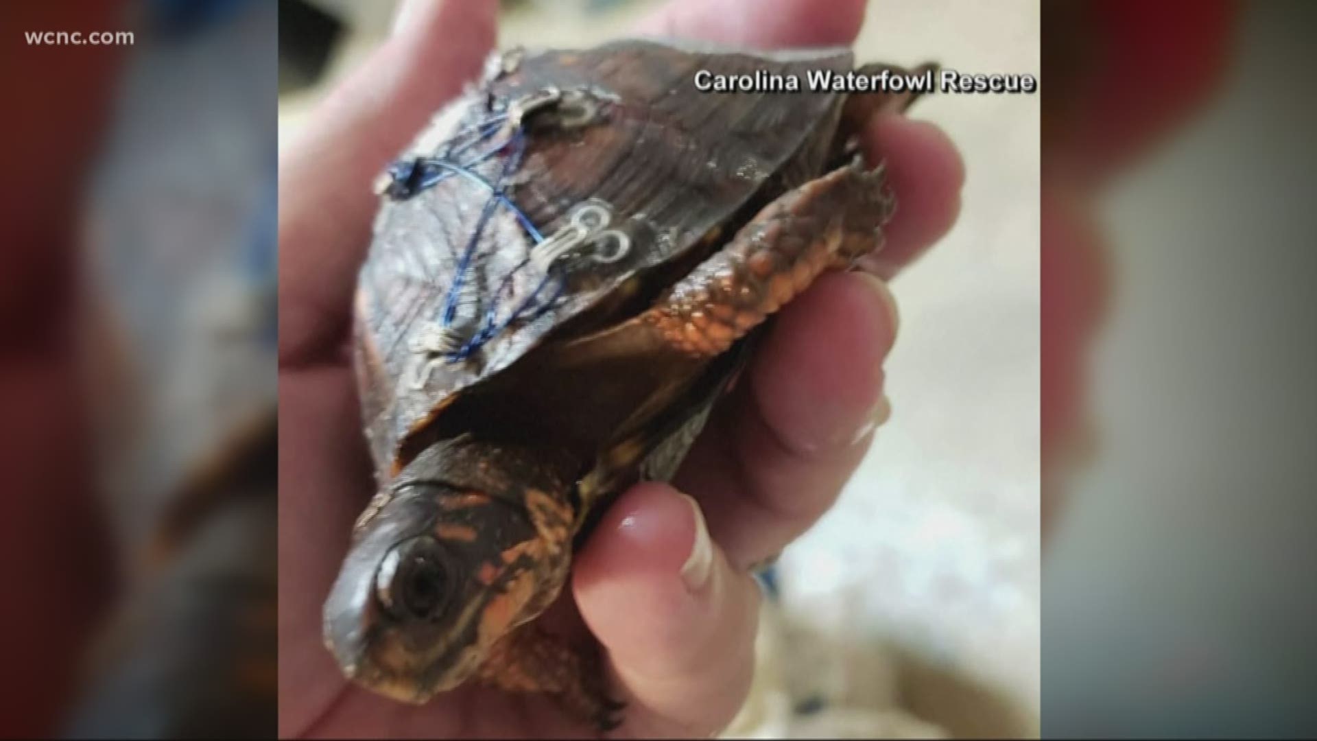 Carolina Waterfowl Rescue uses materials from the bras to wire turtle shells back together. Employees say the majority of turtles they see have been run over by cars or boats.