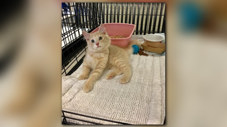 Humane society offering half-price kitten adoptions this ...