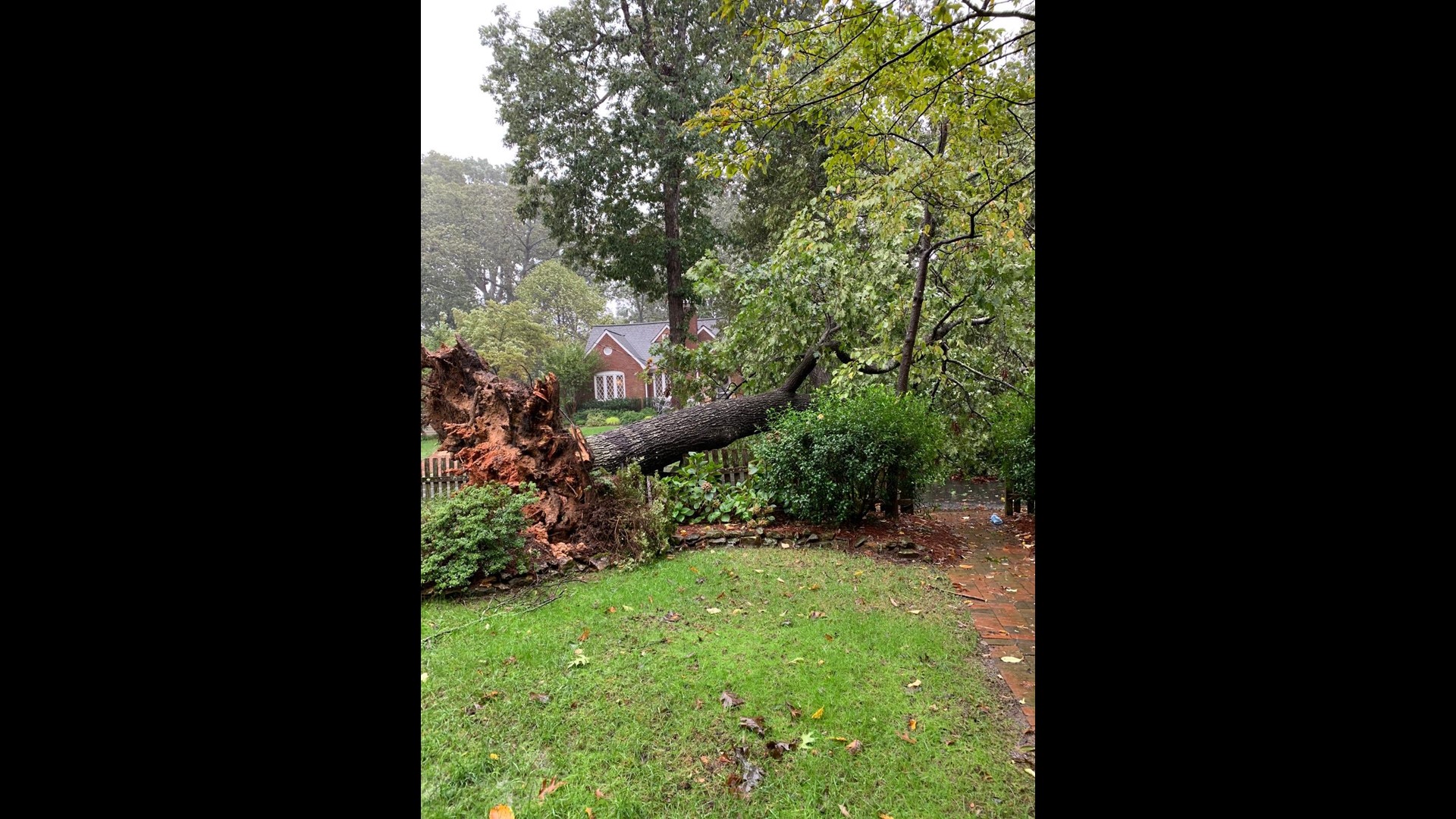 What to do if a tree falls on your home or car during a storm