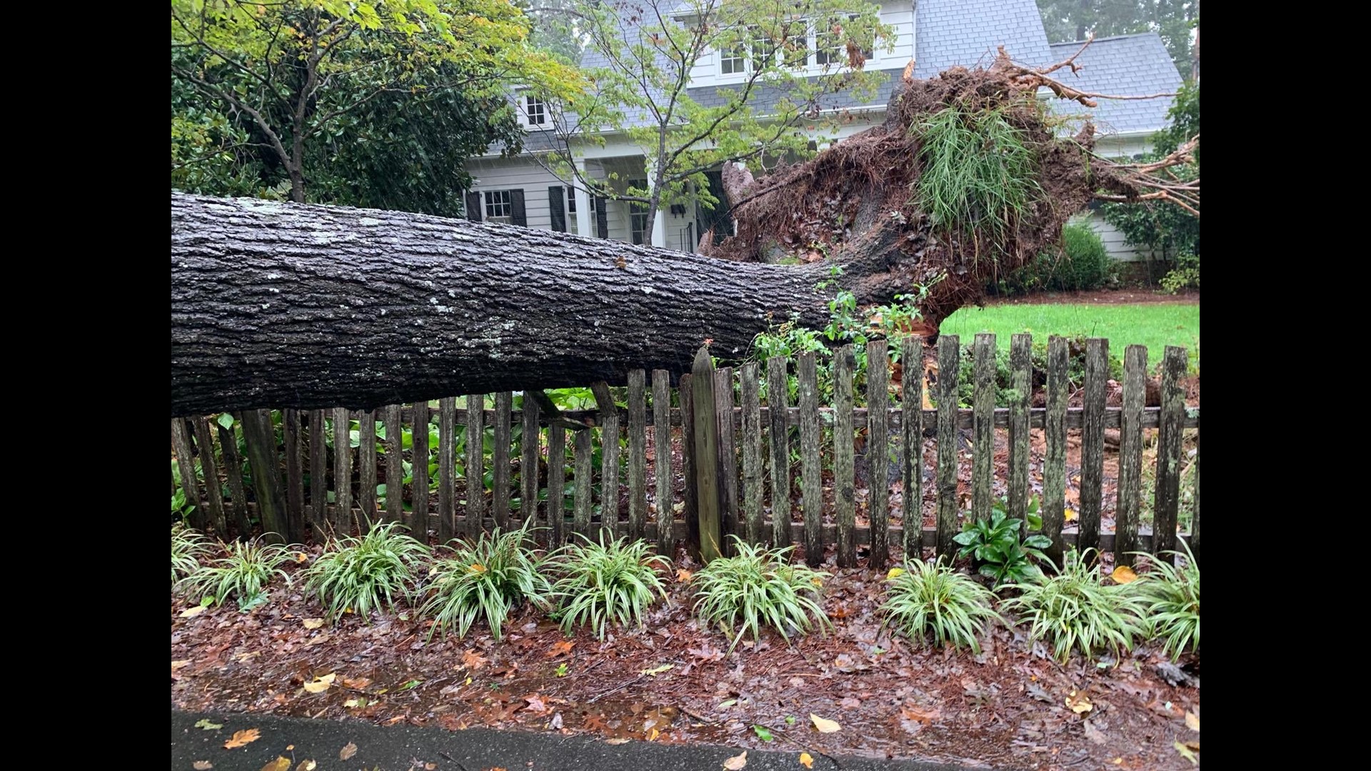 What to do if a tree falls on your home or car during a storm