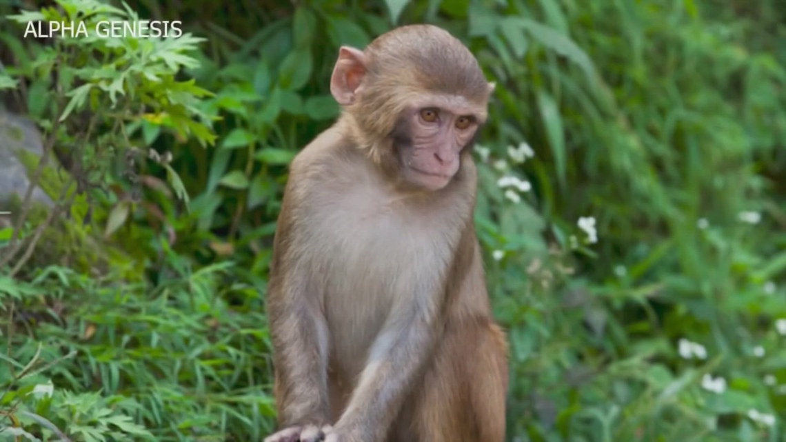 USDA issues warning to Alpha Genesis after 22 monkeys die