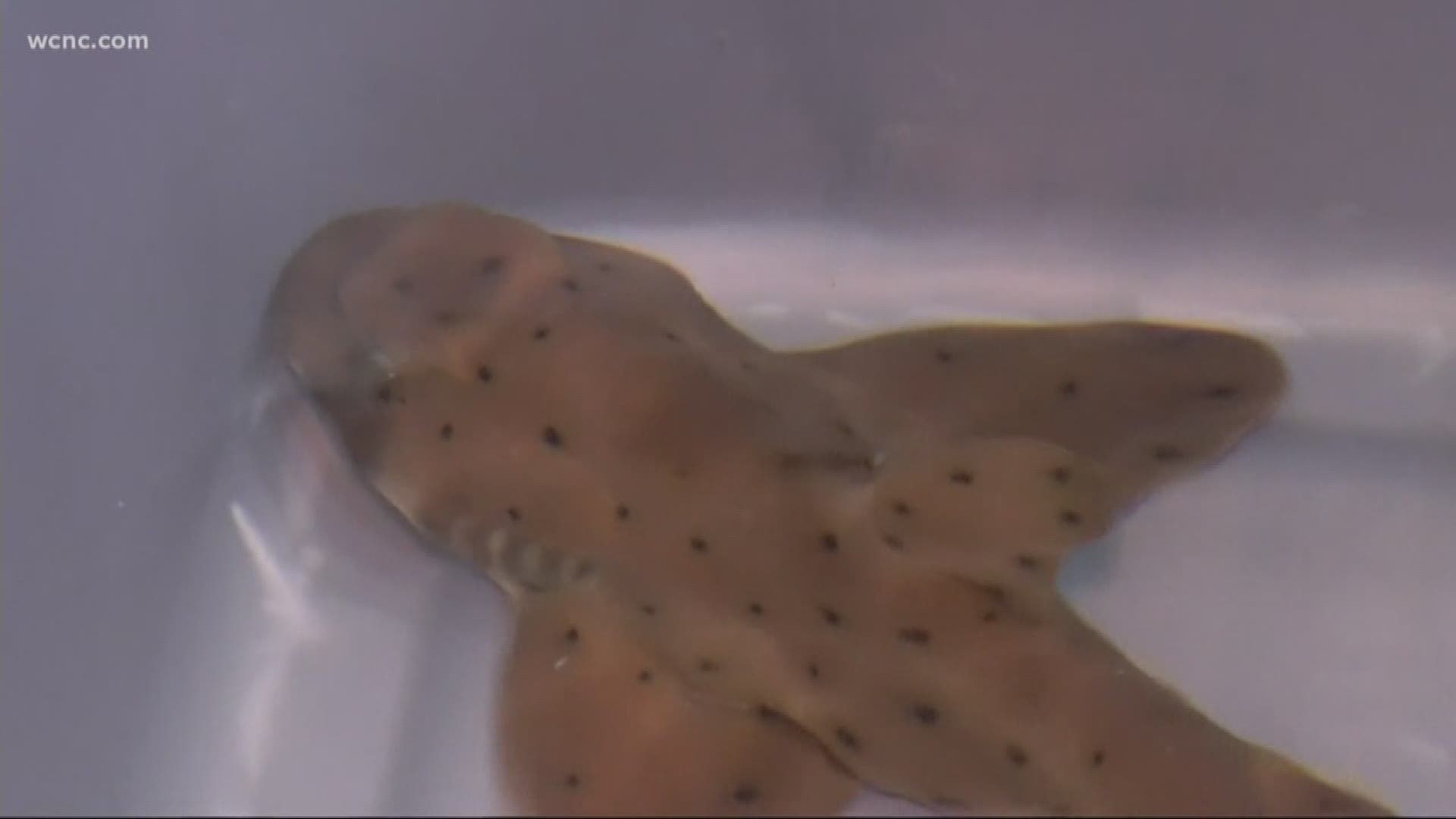 A shark was returned to its home in the San Antonio Aquarium after being stolen by a man with a baby carriage.