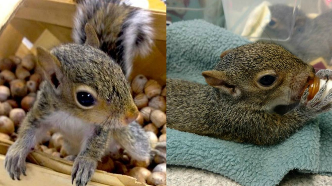 Carolina rescue center needs you to pick up acorns for their squirrels