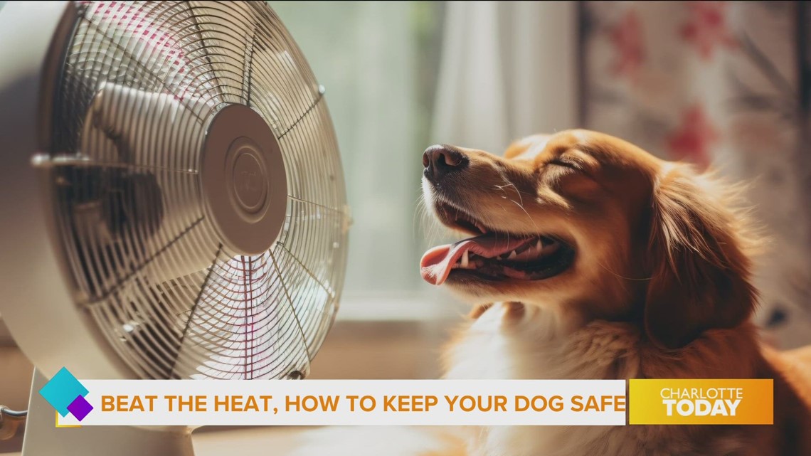 Keep your pets safe in the heat | wcnc.com
