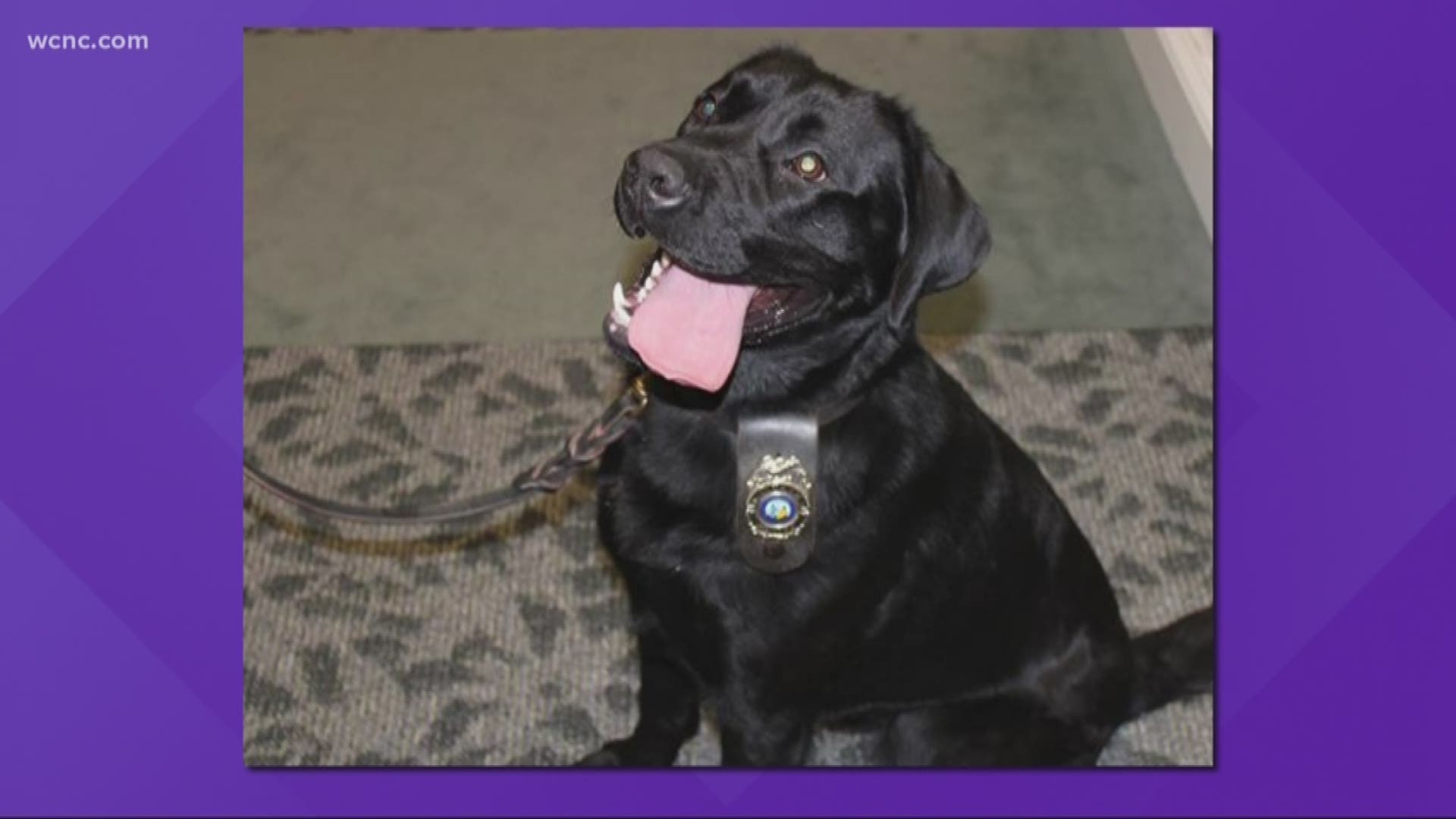 Benny is a 15-month-old labrador. His first day was last Wednesday, and he already has two narcotics arrests under his belt.