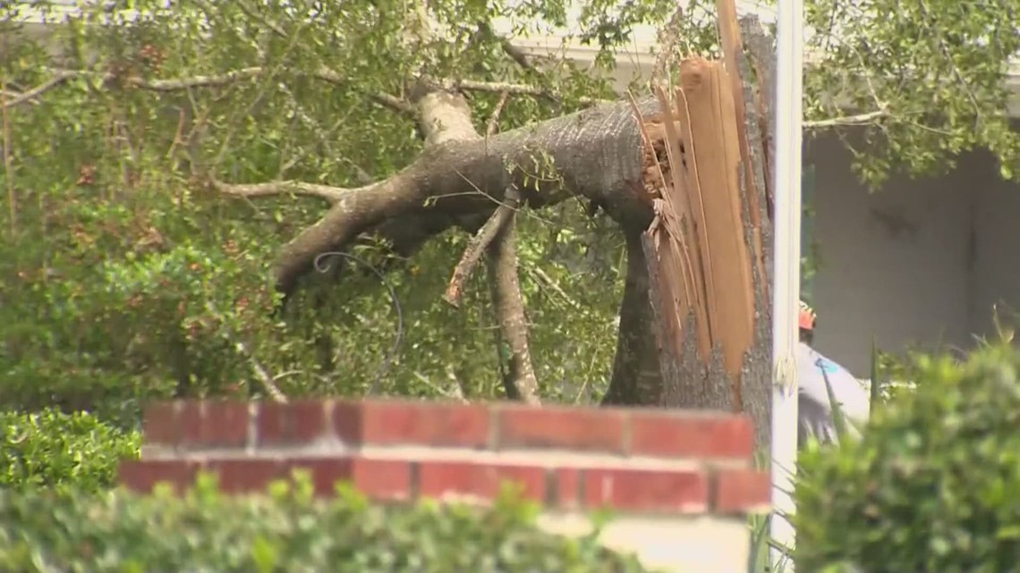 How to spot 'Zombie' trees