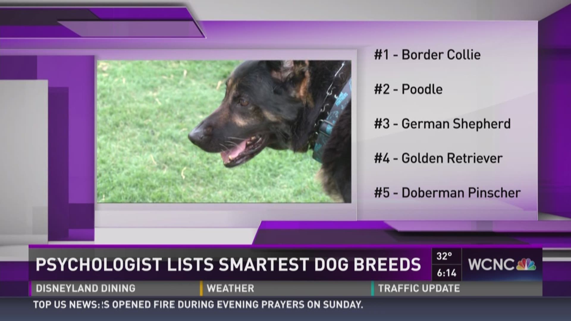 A psychologist says he's discovered the smartest breed of dogs based on two skills that can be learned. Is your furry friend's breed on the list? 