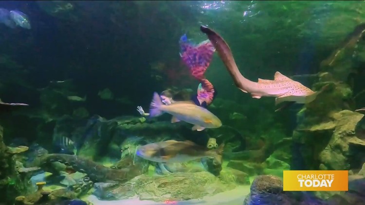 See mermaids dive in the water at SEA LIFE Charlotte-Concord this weekend