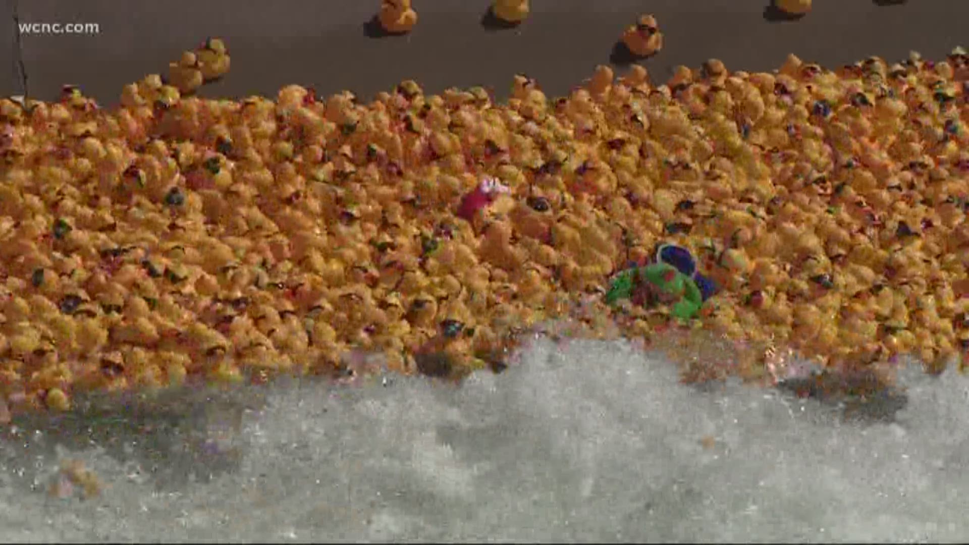 Thousands gathered Sunday afternoon to watch approximately 35,000 rubber ducks race along the main channel at the U.S. National Whitewater Center.