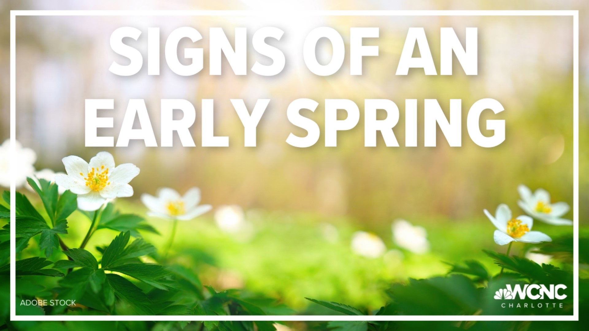 As temperatures continue to warm up, you’re probably seeing some early signs of spring popping up around the Carolinas.