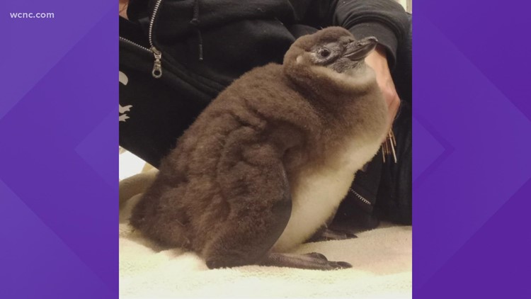 Vote now to name this penguin