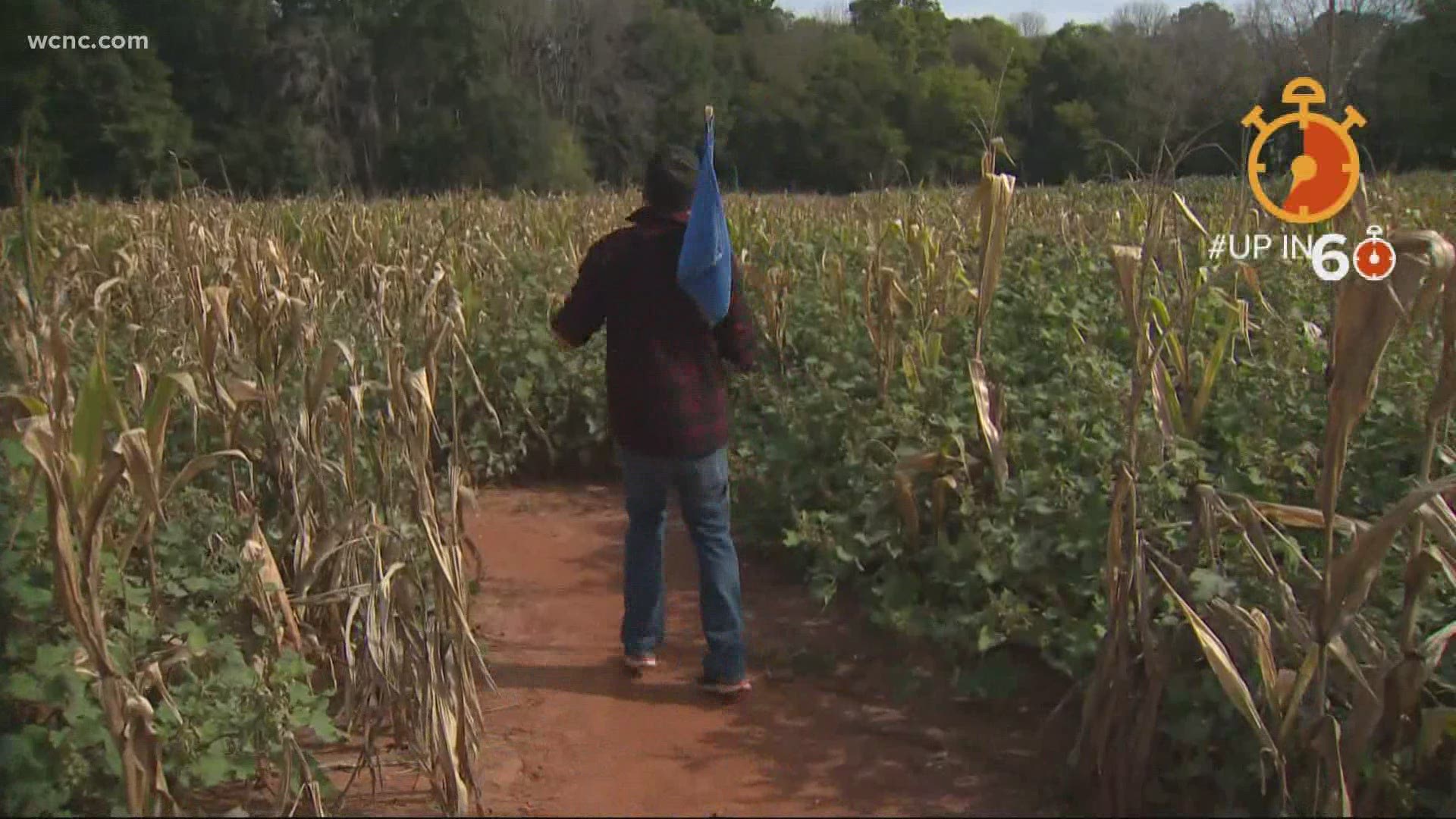 The popular corn maize at Rural Hill is open for the season with some changes due to Covid-19.