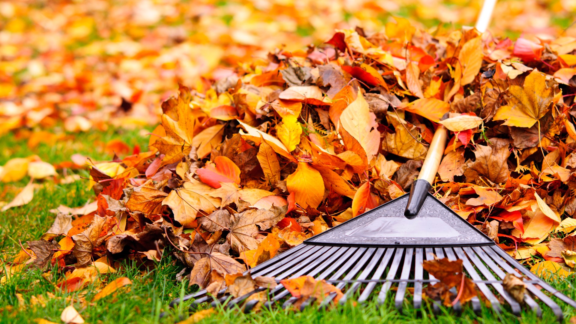 If you've been putting off raking your yard, just don't do it. Experts say your lawn might be better off with the natural fertilizer, anyway.