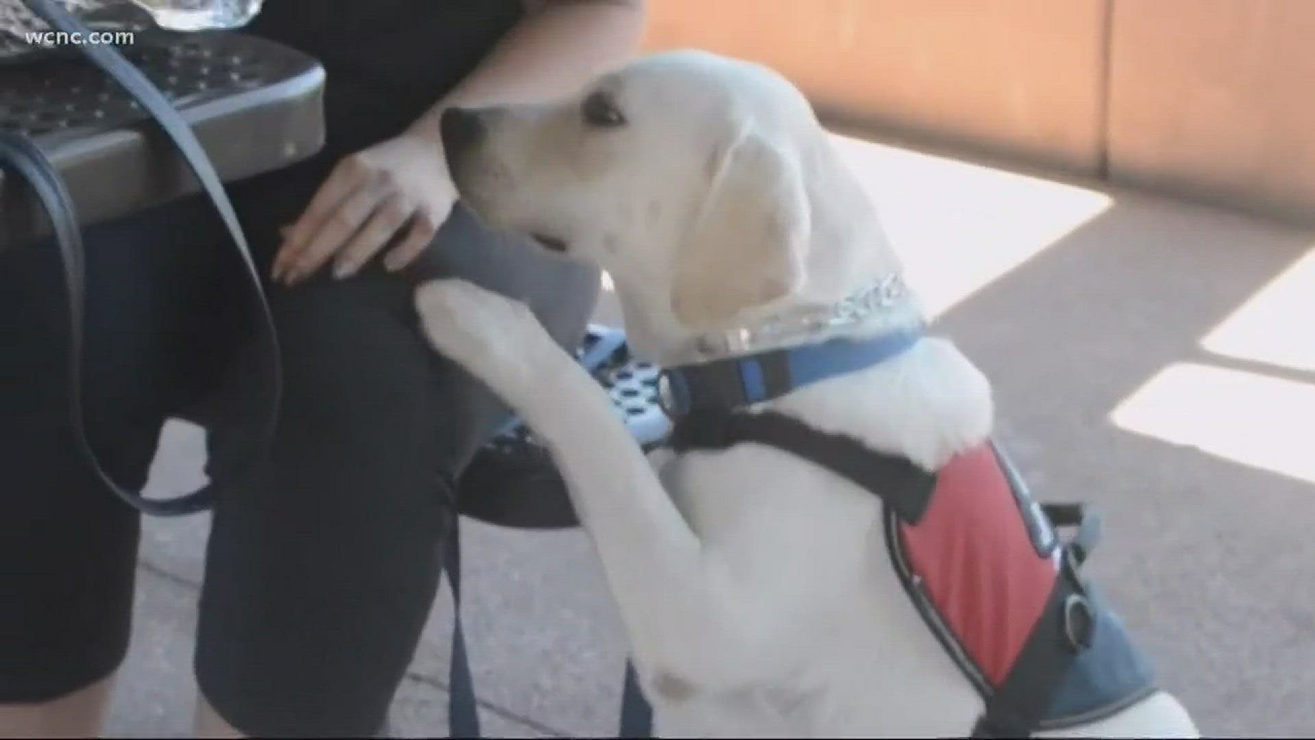 Is it a saving grace or a major scam? Diabetic service dogs are trained to alert owners if their blood sugar levels become too high or too low.