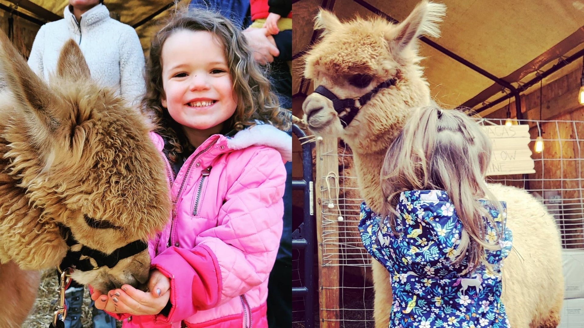 This alpaca farm in east Charlotte, just 15 minutes outside of Uptown, lets you cuddle with an array of farm animals.