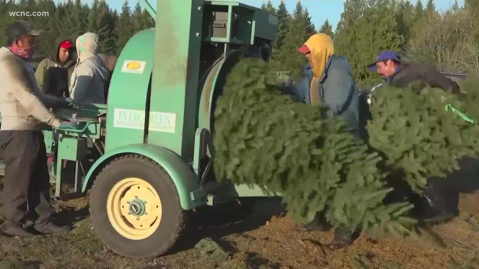 Andrew Bosserman, who was an owner and operator of a Christmas tree farm as well as an attorney, speaks with WCNC Charlotte about what farmers should know.