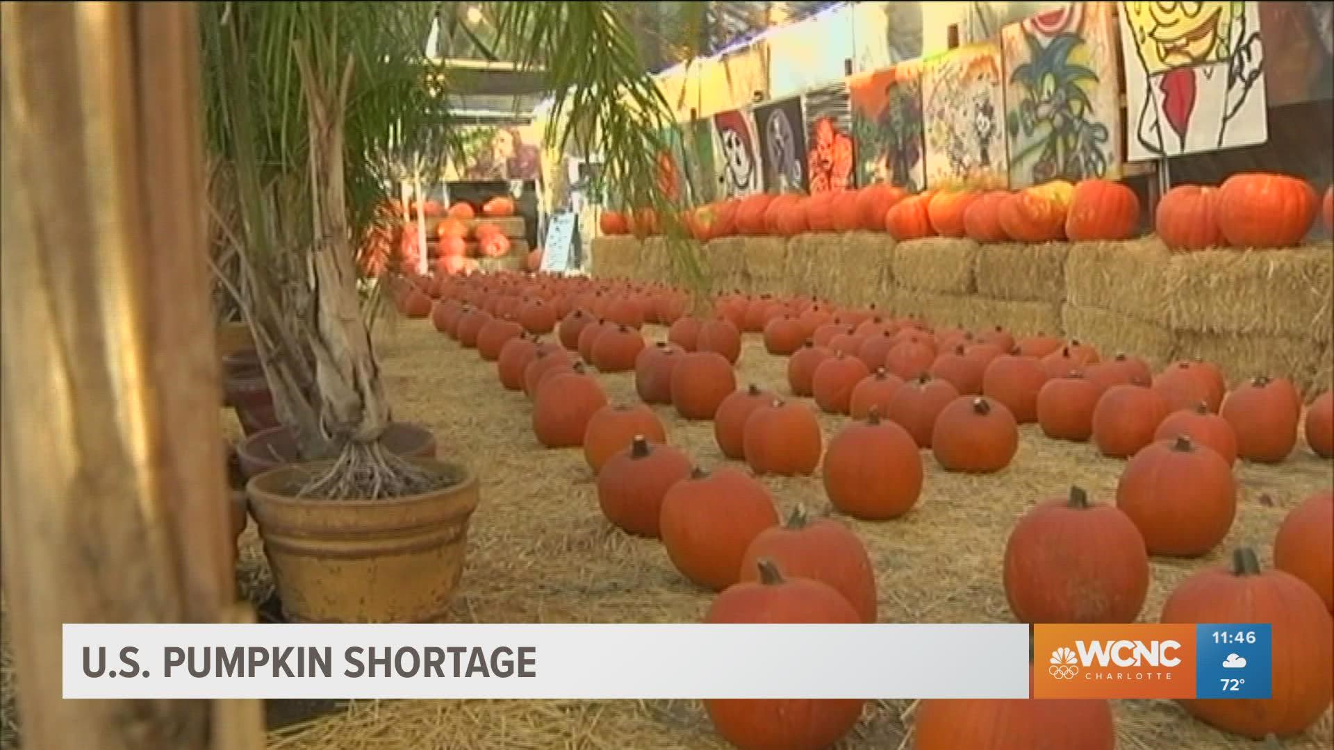 Extreme weather and shipping issues have led to a shortage of pumpkins this fall. Decent pumpkins could now cost more than ever.