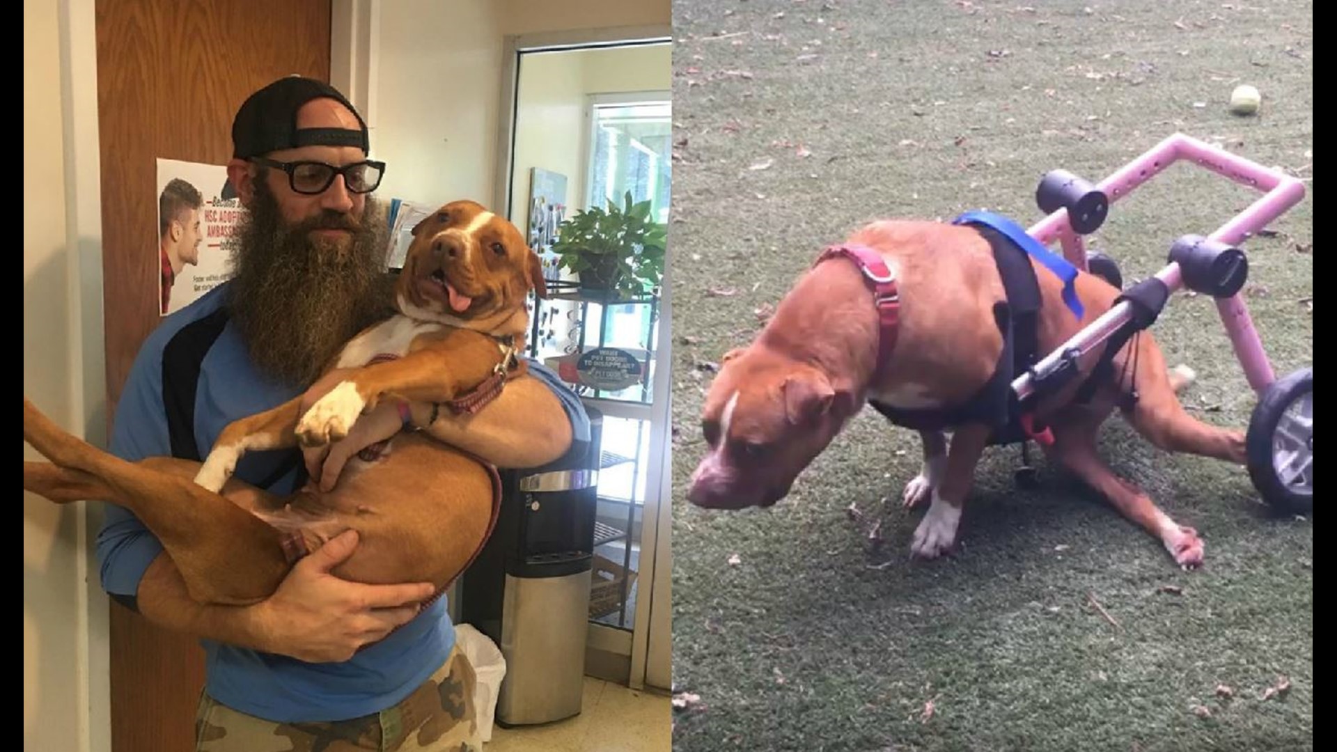 Disabled Charlotte dog finds her forever home