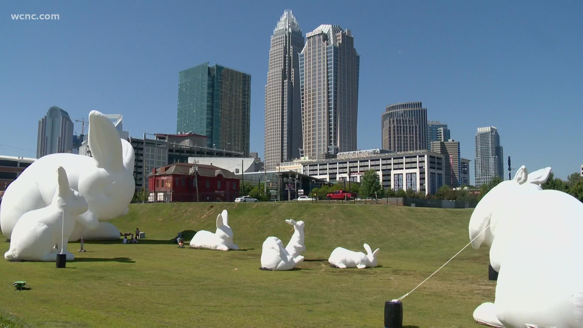 Where to find the INTRUDE bunnies in Charlotte