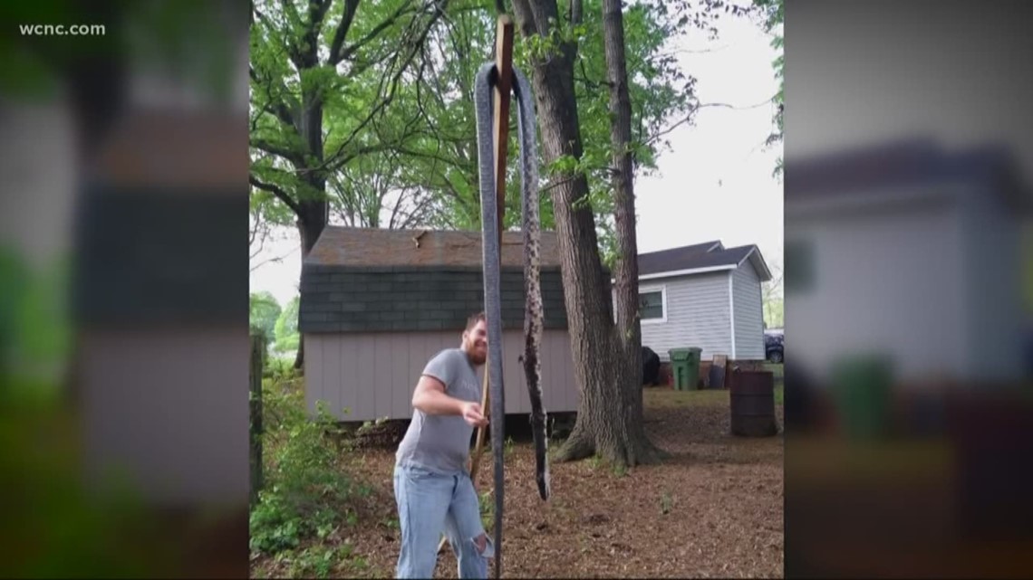 Man Finds Kills Giant Snake On Gaston County Property Wcnc Com