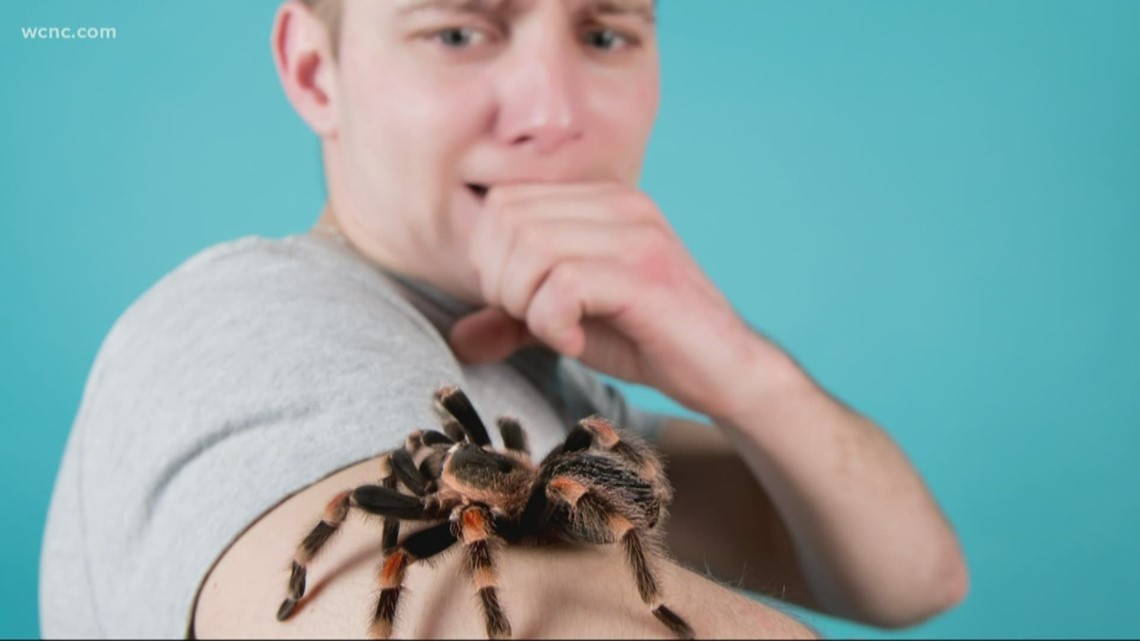 Men are more afraid of bugs than women, study finds