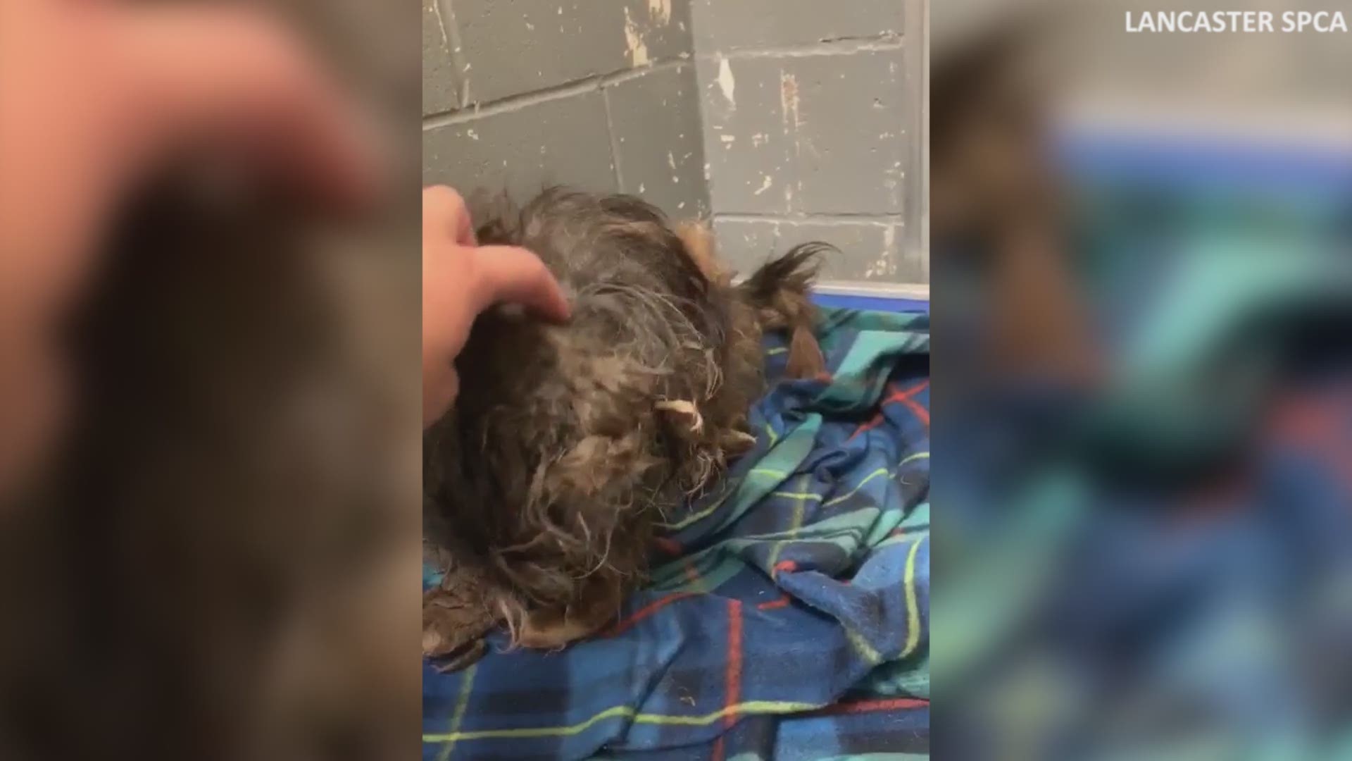 The Lancaster SPCA shared video of a Shih Tzu before she received much-needed grooming.