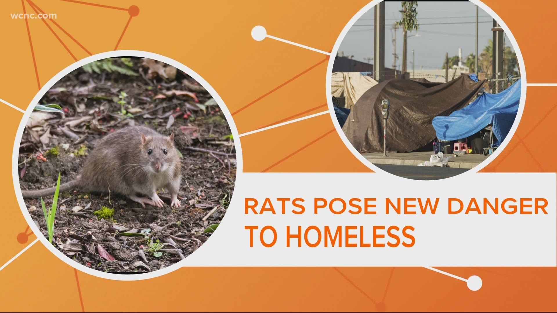 Residents in Charlotte's "tent city" must be evacuated because rats have taken over the place. It's a unique threat that creates a real public health threat.