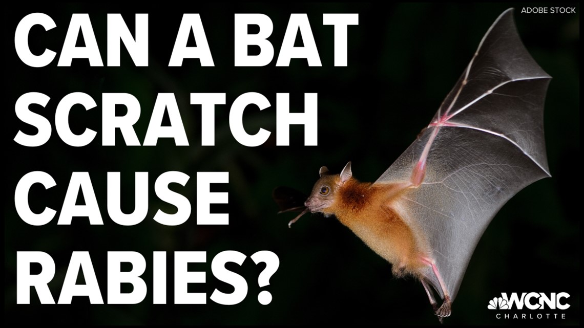 VERIFY Can you get rabies from a bat scratch?