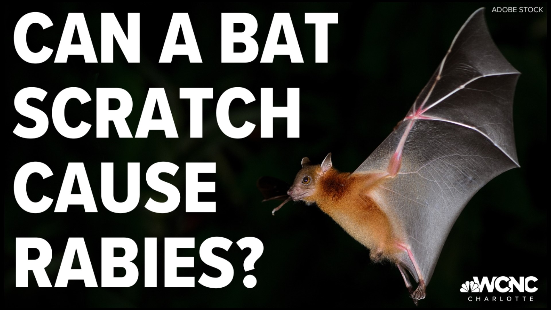 With bats being found at Ardrey Kell high school, our Verify team is telling us the effects of being exposed to bats.