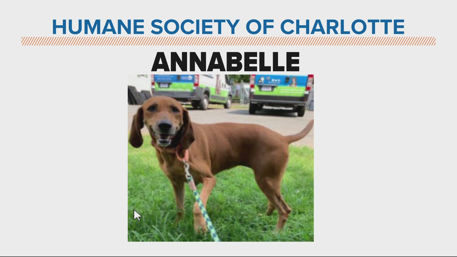 Annabelle is a female, 4-year-old bloodhound. She is very loveable and playful.
